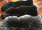 Gerçek Koyun Örme Kilim Doğal Uzun Siyah Yün Merino Kuzu Kürk Döşeme Örtüsü Tedarikçi