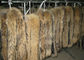 Rakun kürk yaka bronzlaşmış rakun köpeği gerçek kürk cilt uzun saçlı Çin Rakun kürk Tedarikçi