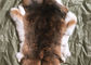 Doğal Şinchilla Rex Tavşan Kürk, Yumuşak Orijinal Kesme Tavşan Kürklü Ceket Gizle Tedarikçi