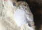 Kışlık Konfeksiyon İçin 30 * 40cm Düzgün Boyalı Tavşan Kürklü Keçeler Sıcak Konforlu Tedarikçi