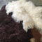 % 100 Sheepskin Doğal Uzun saç Moğol Kuzu derisi Krem Beyaz Kıvırcık kürk halı Tedarikçi