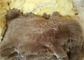 Uzun Saç Kuzusu Yorgan İçin Yastığı Yastığı, Yumuşak Sheepskin Yer Yastığı 45 X 45 Cm Tedarikçi