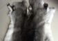 Kabarık Peluş Tavşan Cildi, Ev / Hastane / Otel için Sıcak Yumuşak Boyalı Renk Atın Tedarikçi