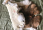 Coat Lining Aksesuarları Rex Tavşan Cilt Pürüzsüz Doğal Kahverengi Renk 25 * 35cm Tedarikçi