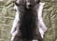 Hafif Gri Rex Tavşan Kürklü Boynuz Isıtıcı, Gerçek Rex Tavşan Keçeleri, Tabak Örtüsü İçin Cilt Tedarikçi