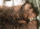 Hafif Gri Rex Tavşan Kürklü Boynuz Isıtıcı, Gerçek Rex Tavşan Keçeleri, Tabak Örtüsü İçin Cilt Tedarikçi