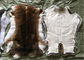 Sheared Tavşan Kürk Kabuğu Kullanımı, Kabarık Saçlar Beyaz Tavşan Kürkü Giysiler için Kürkler Tedarikçi