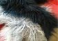 Ana Sayfa Orijinal Moğol Köpek Halı (2 &amp;#39;x 4&amp;#39;) Kürk, Sandalyeye Natürel Kürk Vurgusu atar Tedarikçi